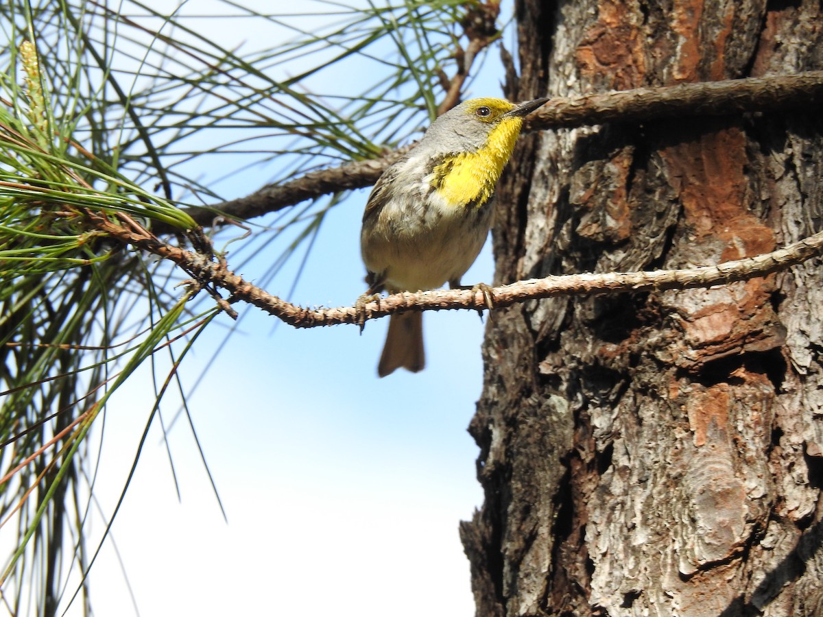 Olive-capped Warbler - Álvaro de las Heras