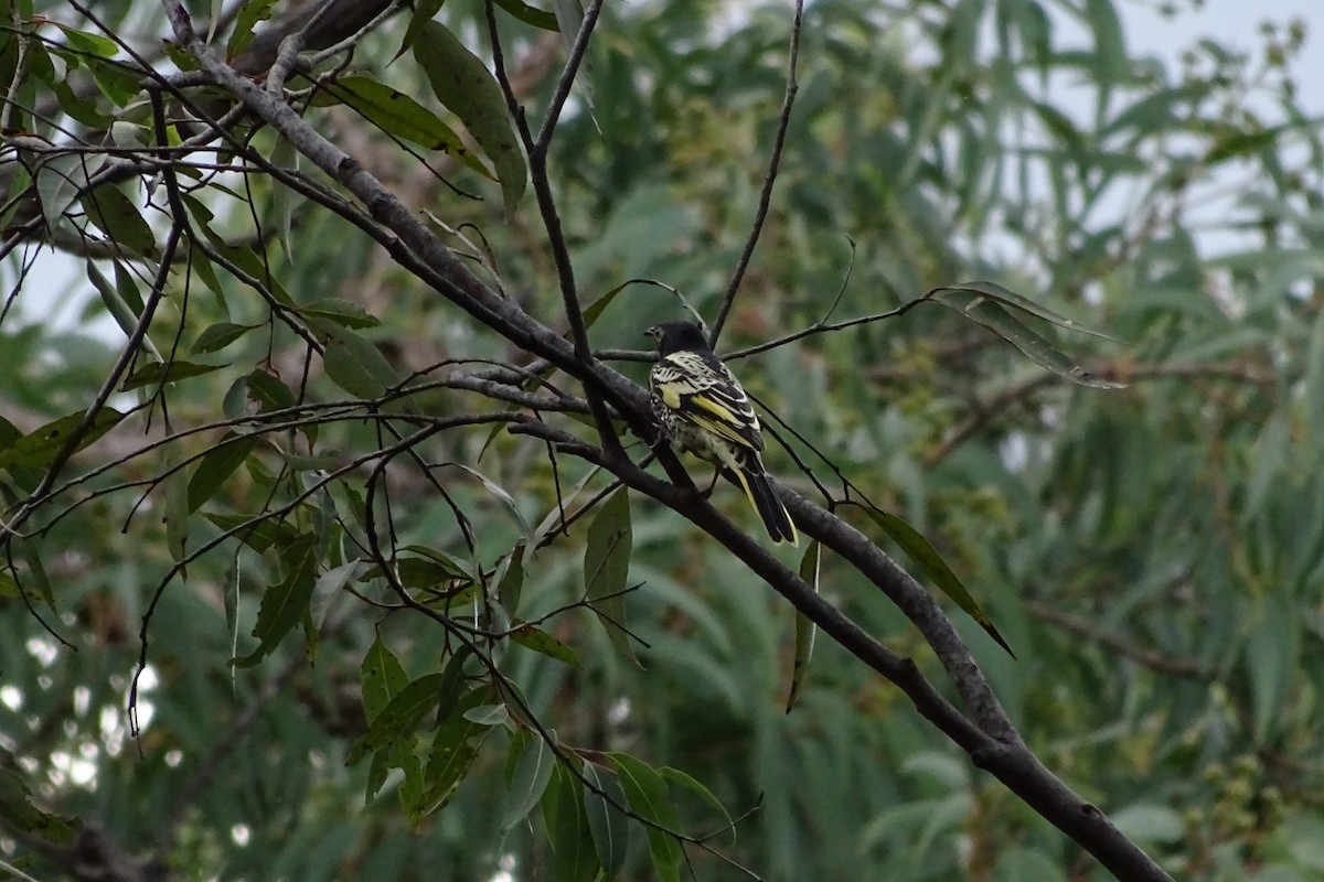 Regent Honeyeater - ML151613211