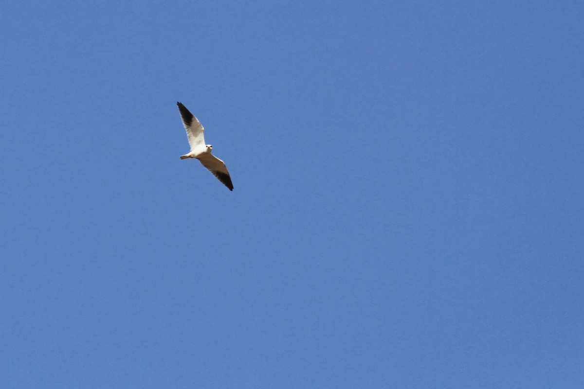 Black-winged Kite (African) - Frédéric Bacuez