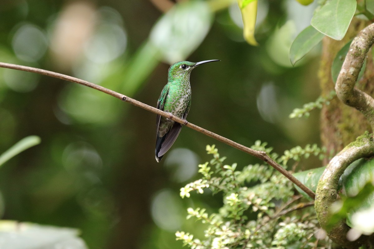 kolibřík subtropický - ML151614141