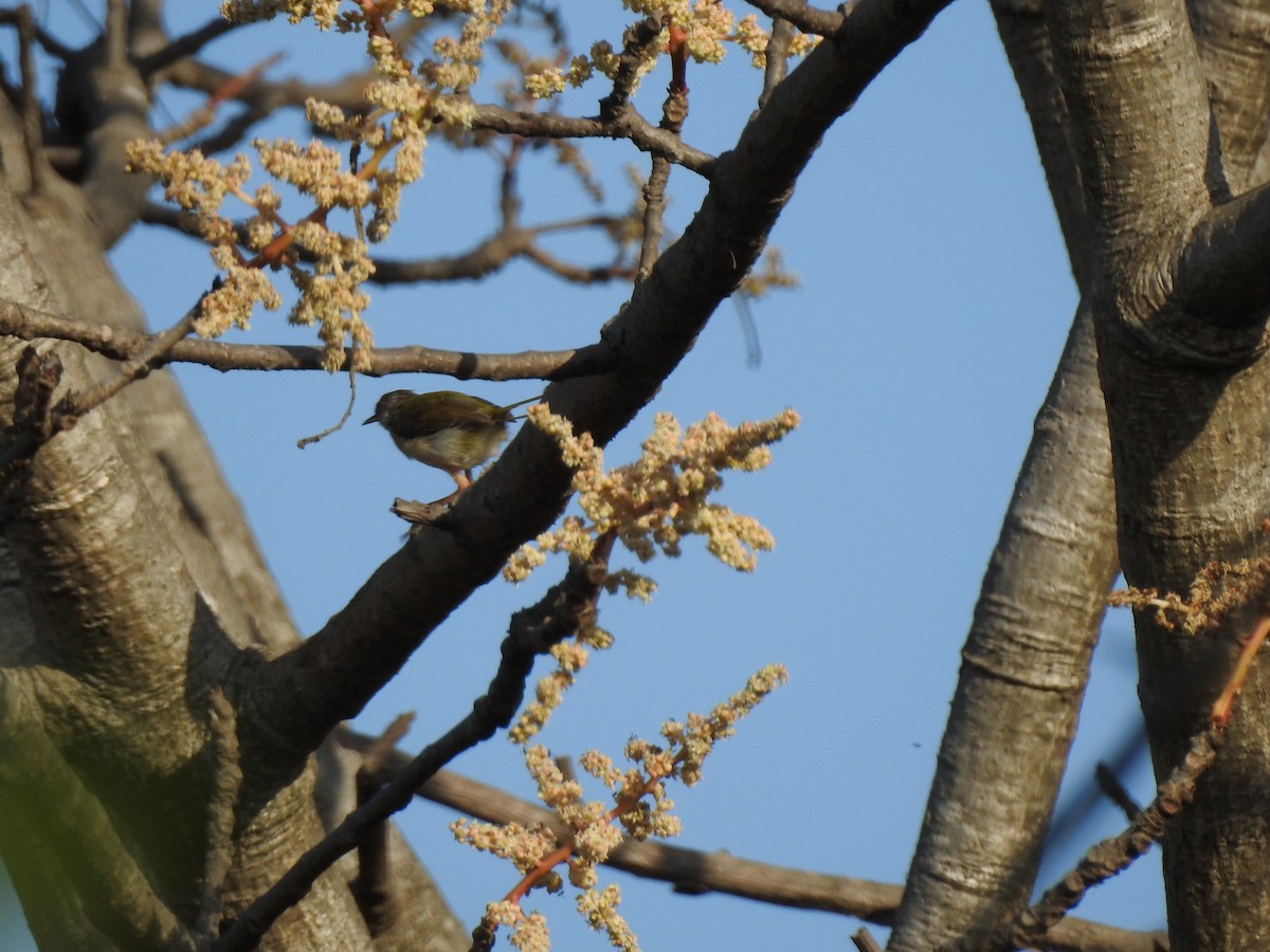 Common Tailorbird - ML151614261