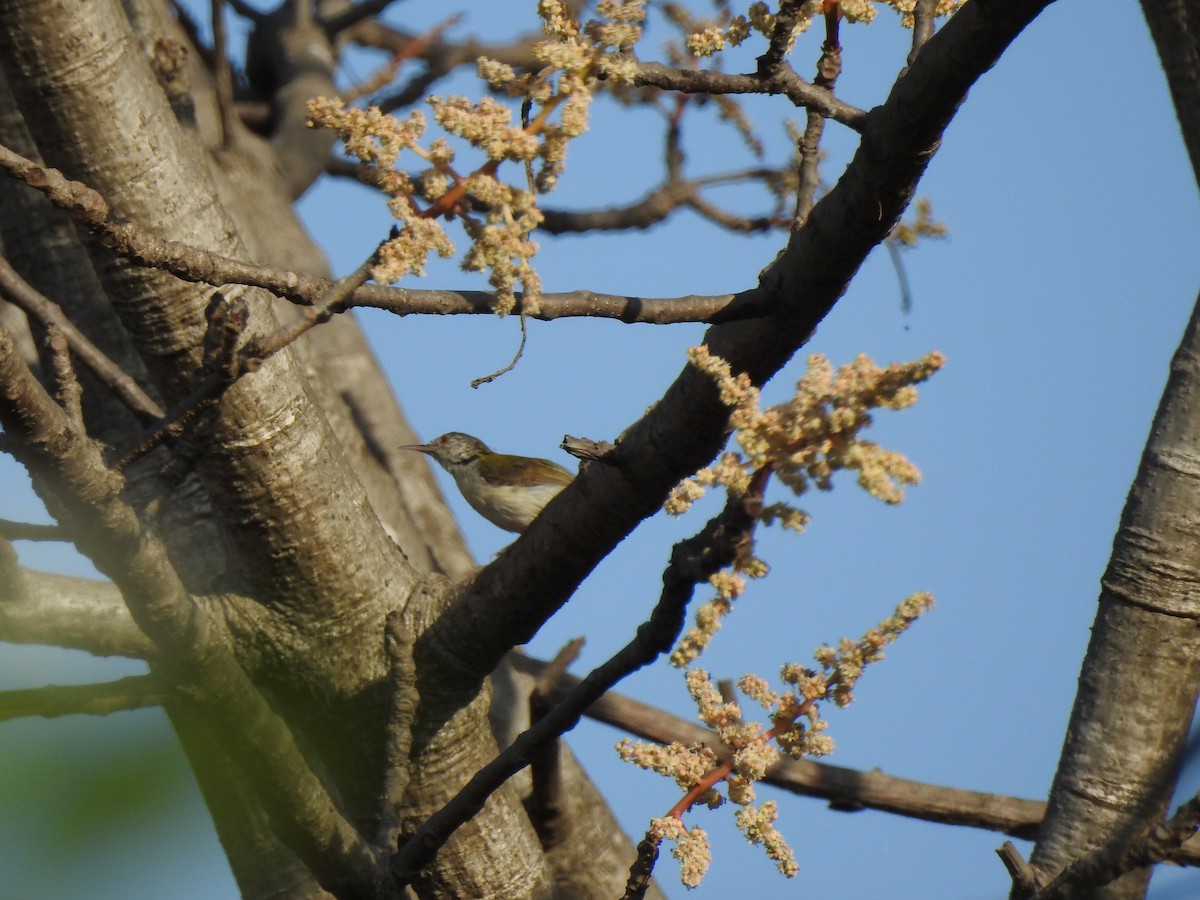 Common Tailorbird - ML151614271