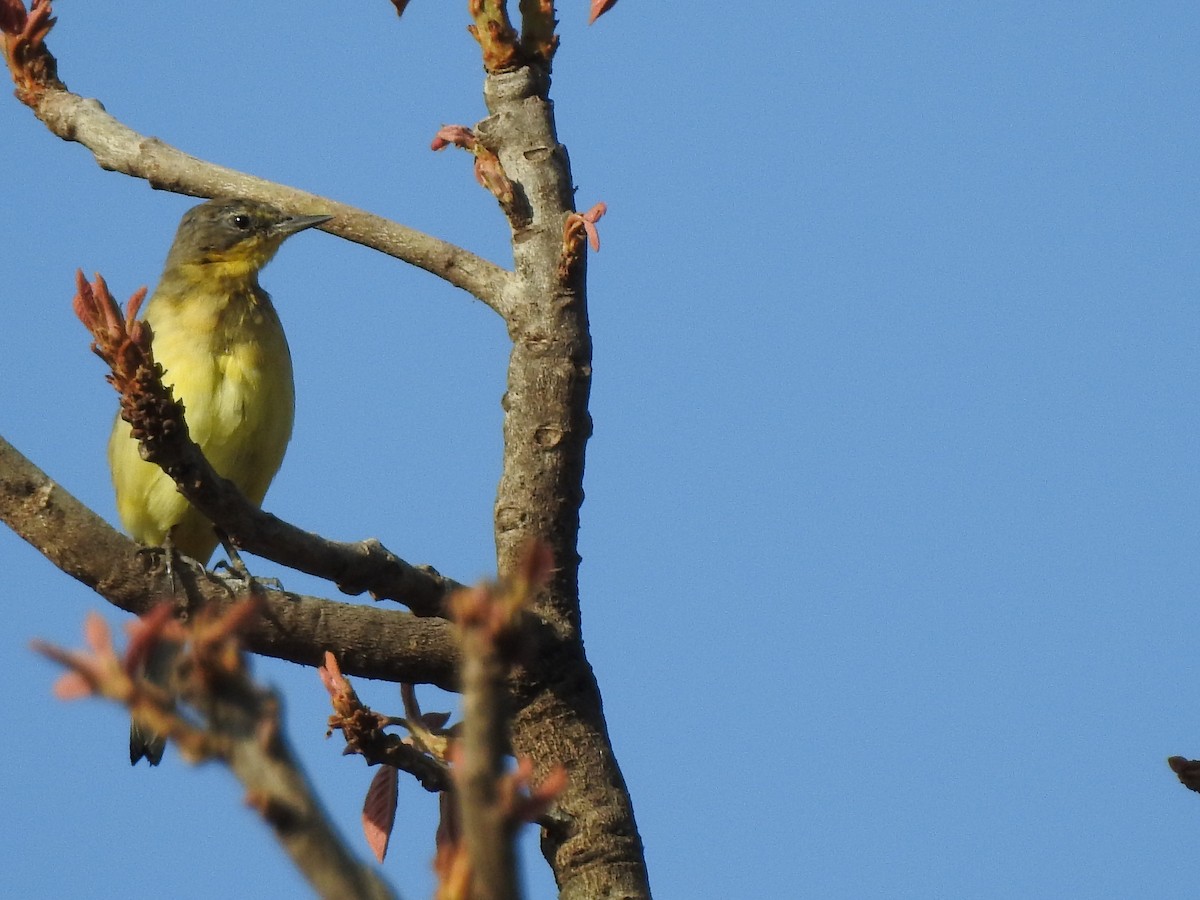 Western Yellow Wagtail - Francis D'Souza