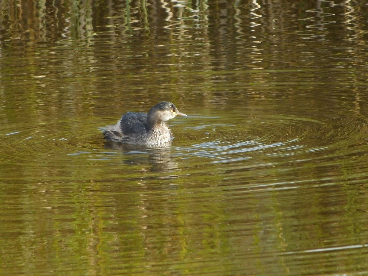 Australasian Grebe - ML151614321