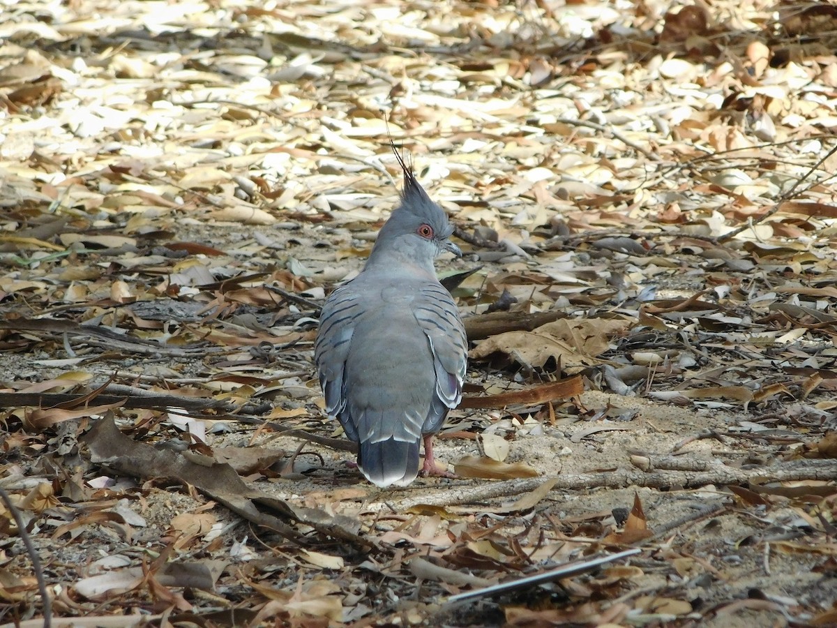 Crested Pigeon - Antoni Camozzato