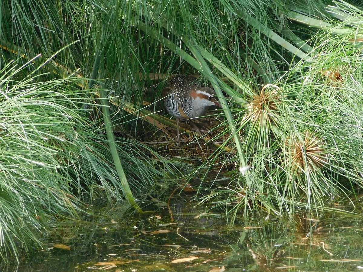 Buff-banded Rail - Antoni Camozzato