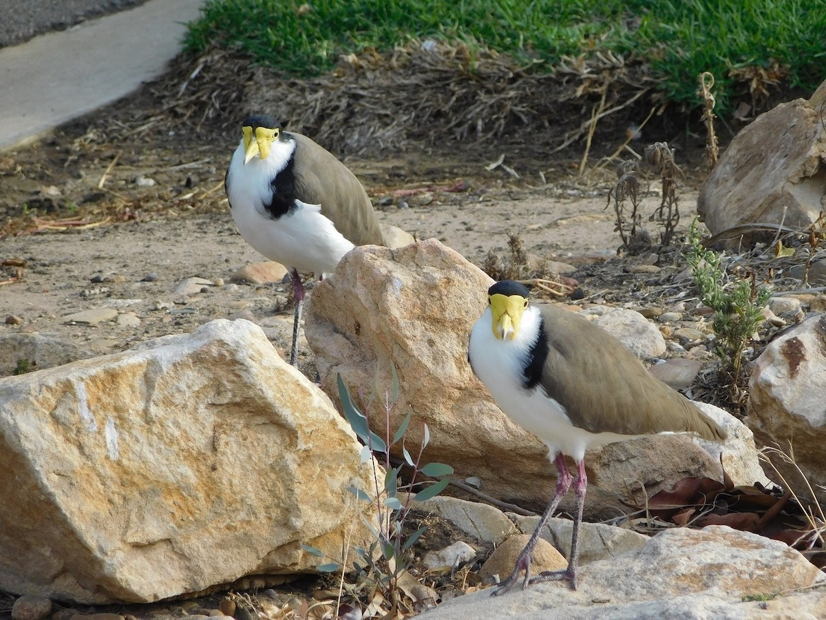 Masked Lapwing (Black-shouldered) - ML151614391