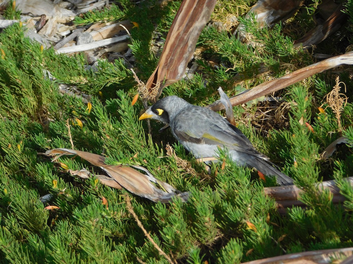 Noisy Miner - ML151614411