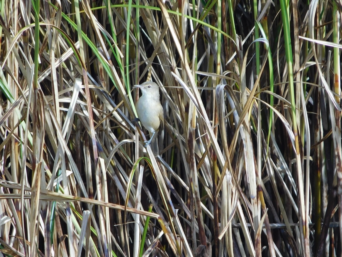 Australian Reed Warbler - ML151614441