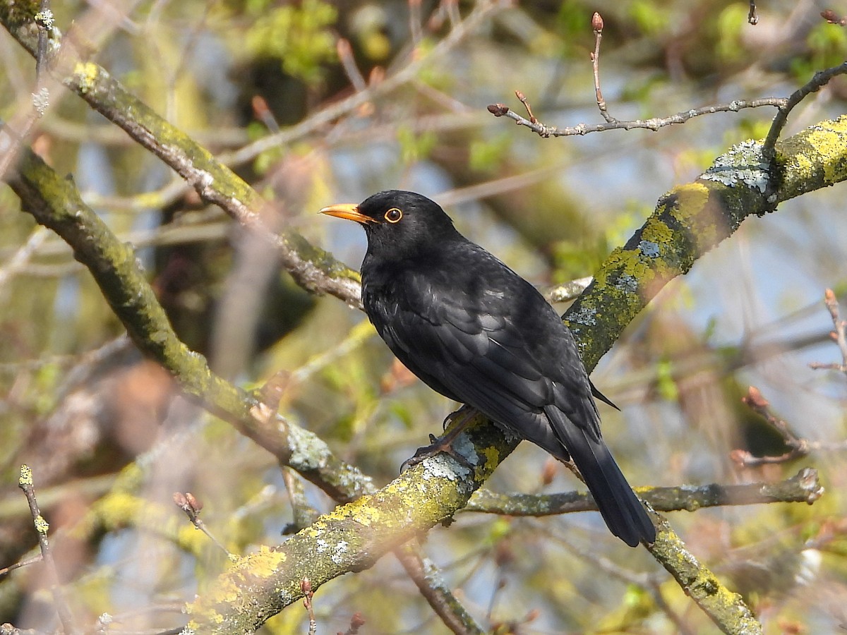 Eurasian Blackbird - ML151614711