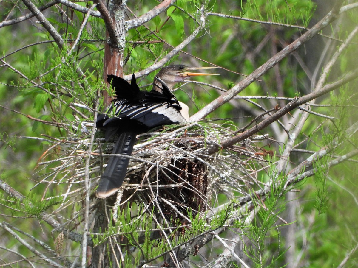 Anhinga - David W Foster