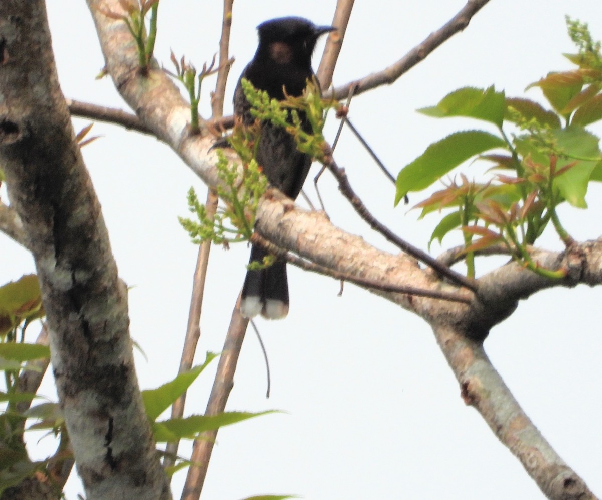 Red-vented Bulbul - Kalpesh Gaitonde