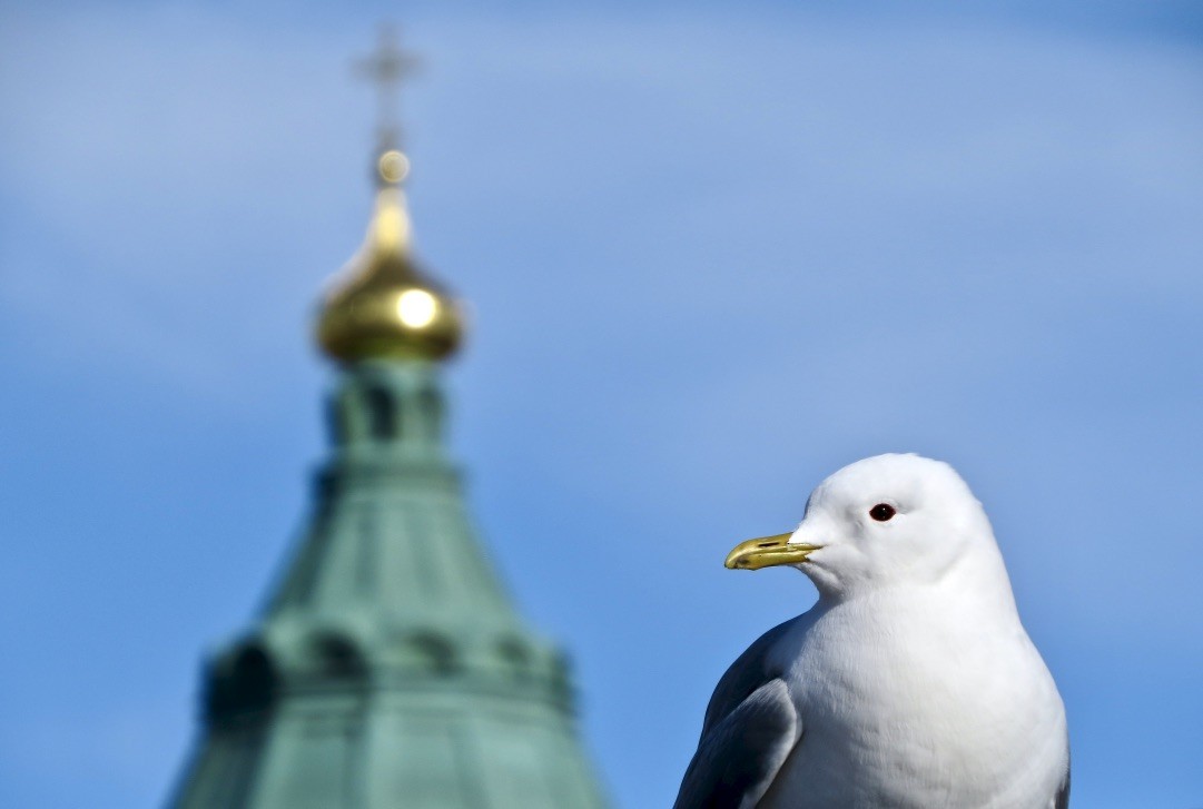 Common Gull - ML151615561