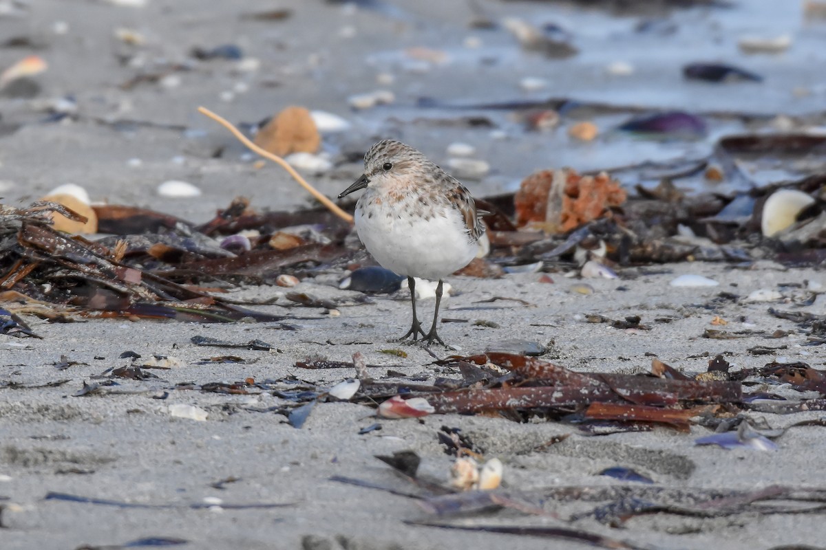 Rotkehl-Strandläufer - ML151616271