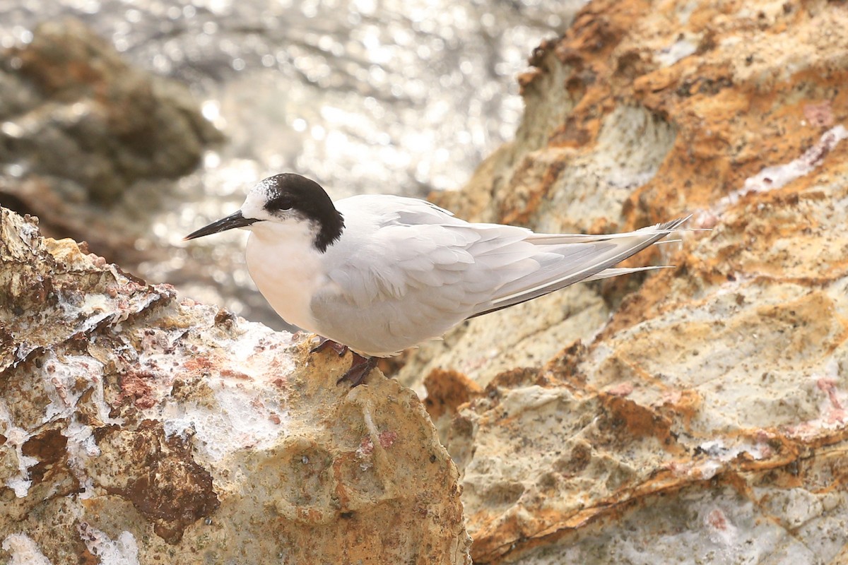 White-fronted Tern - ML151616381
