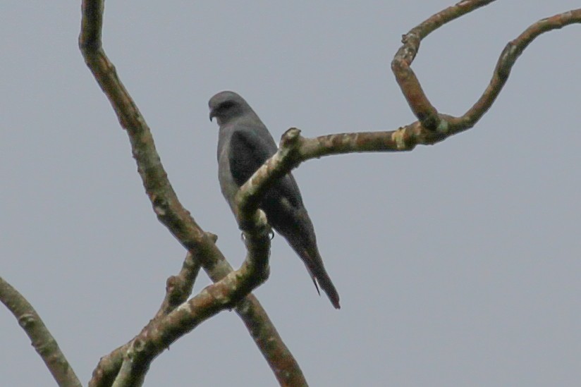 Plumbeous Kite - ML151617731