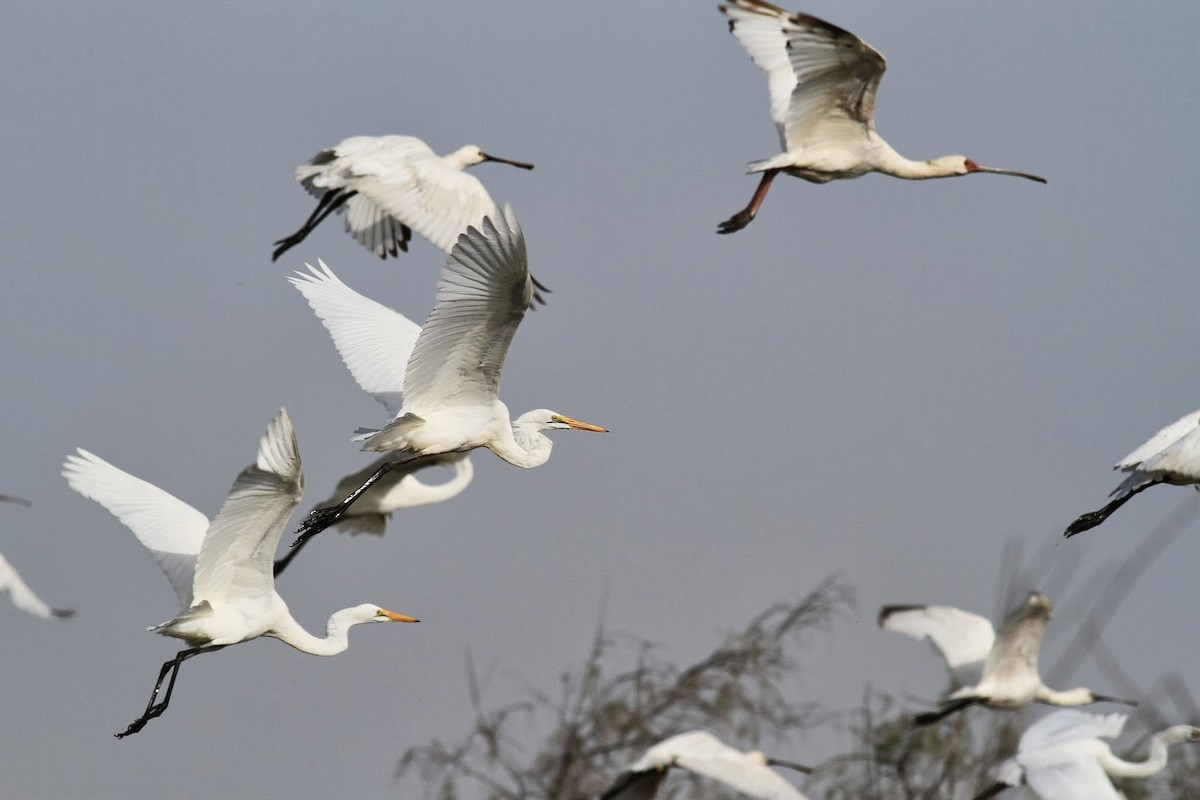 African Spoonbill - Frédéric Bacuez