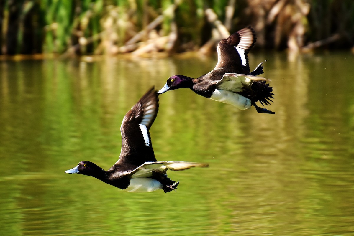 Tufted Duck - ML151620521