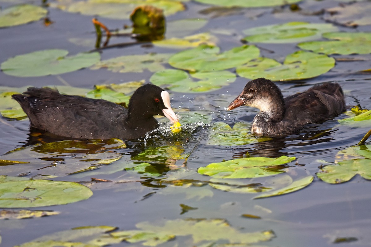 Eurasian Coot - ML151620601
