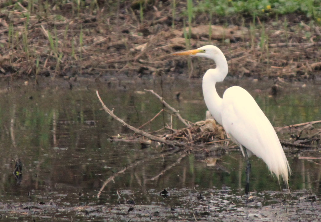 Great Egret - ML151621761