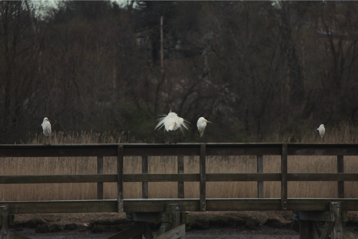 Great Egret - ML151622321