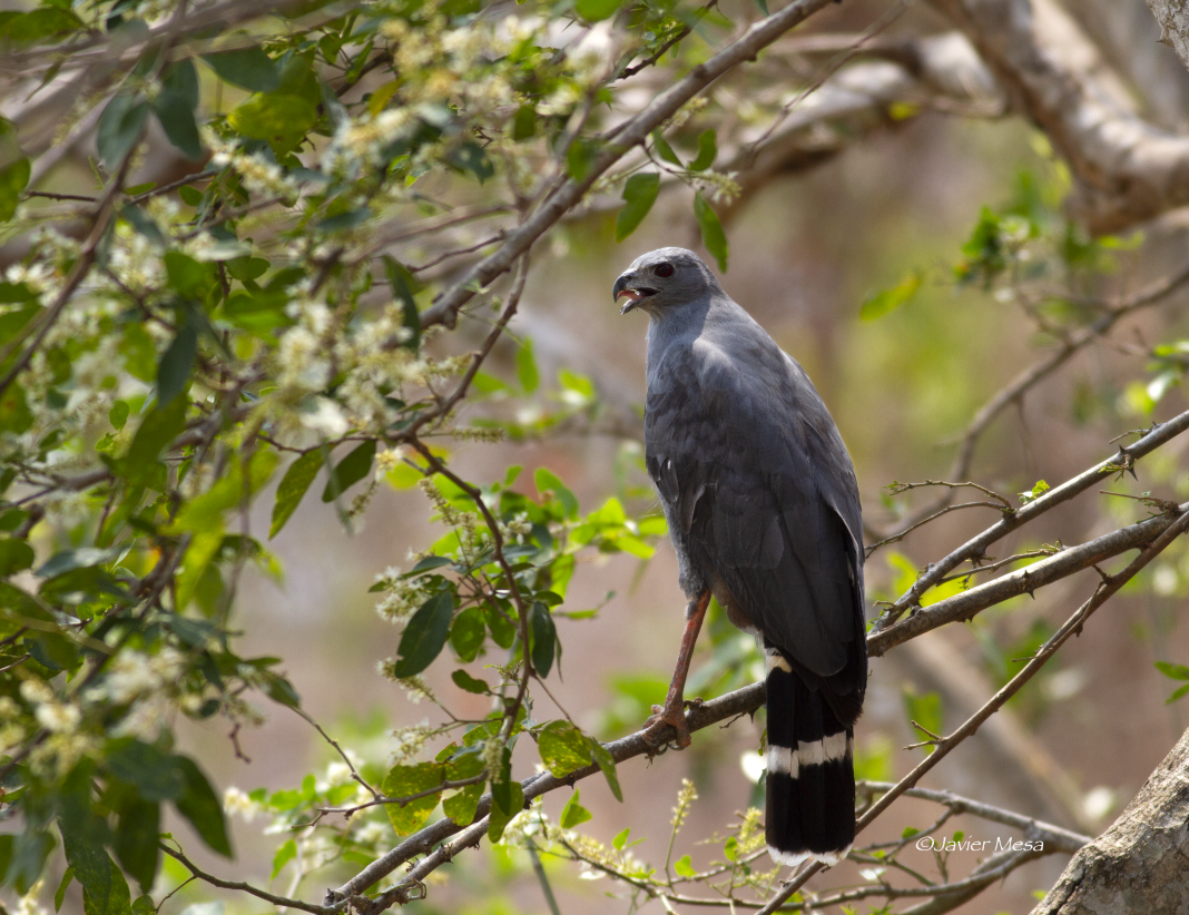 Crane Hawk - ML151622811