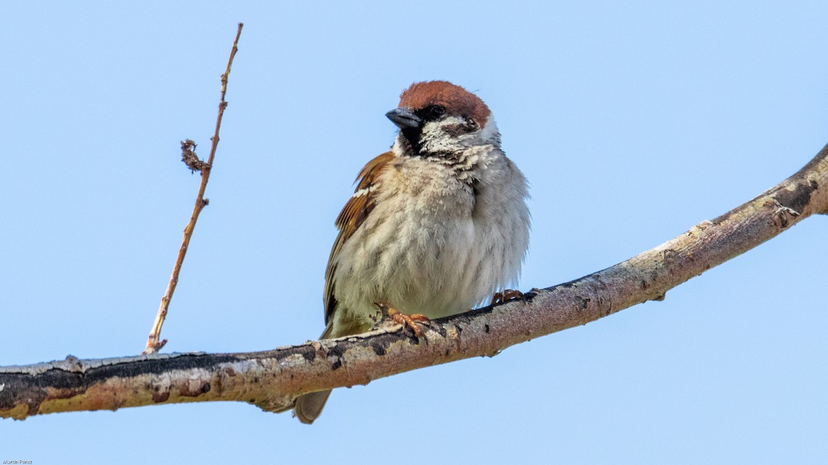 Eurasian Tree Sparrow - ML151623051