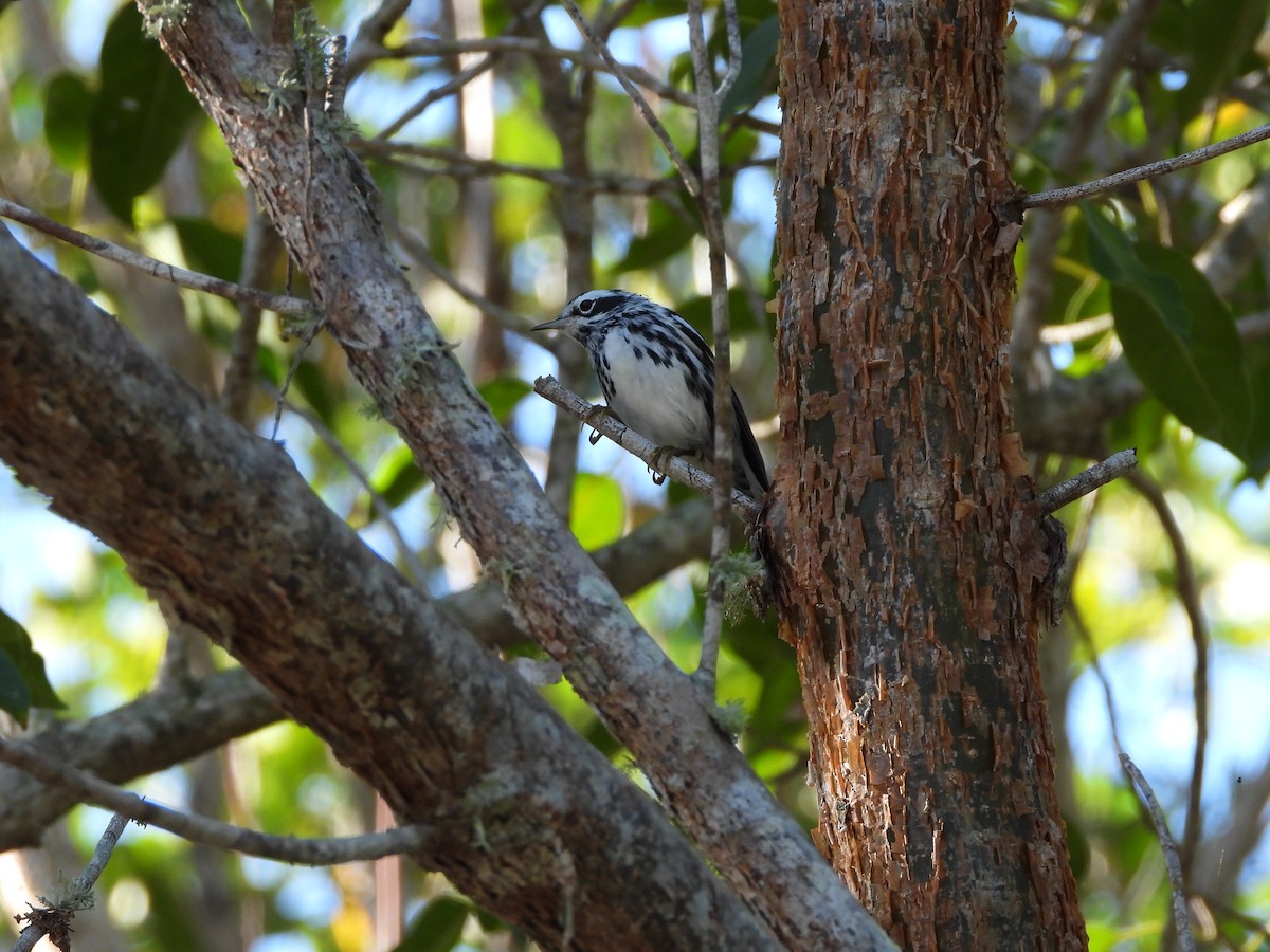 Black-and-white Warbler - ML151623611