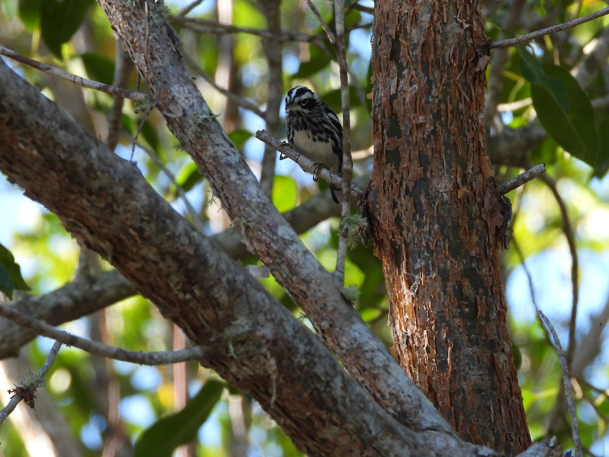 Black-and-white Warbler - ML151623621