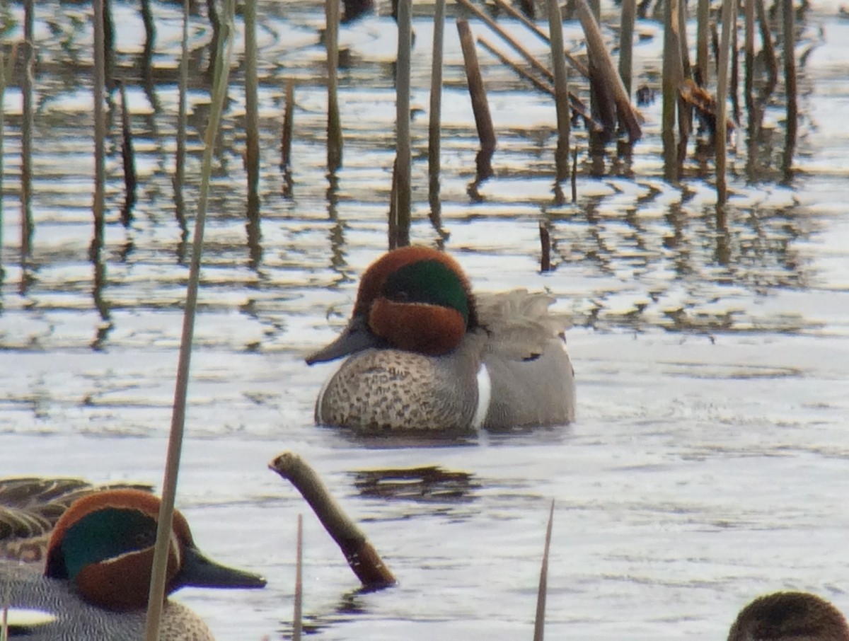 Green-winged Teal (American) - Niall Keogh