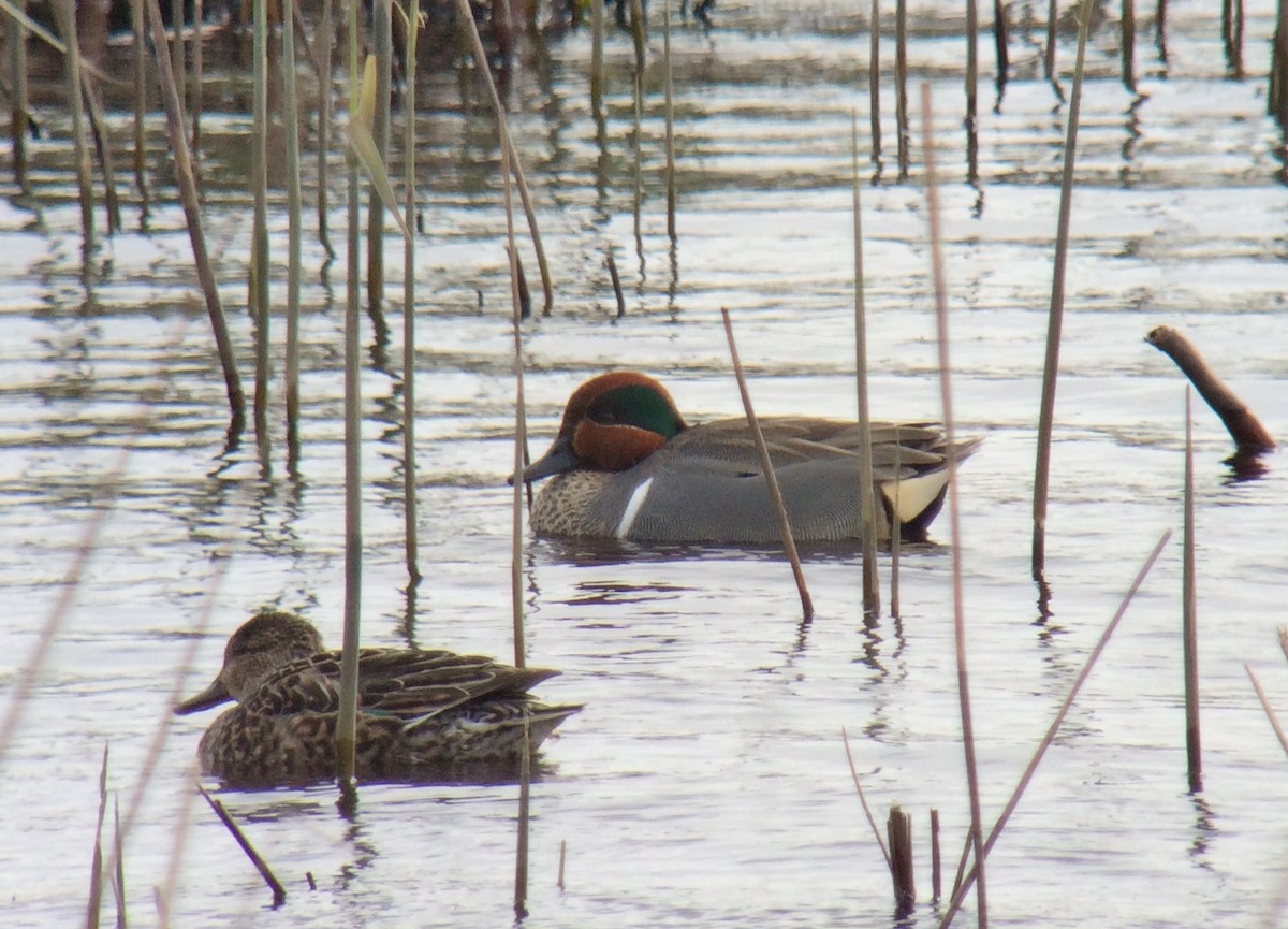 Green-winged Teal (American) - Niall Keogh