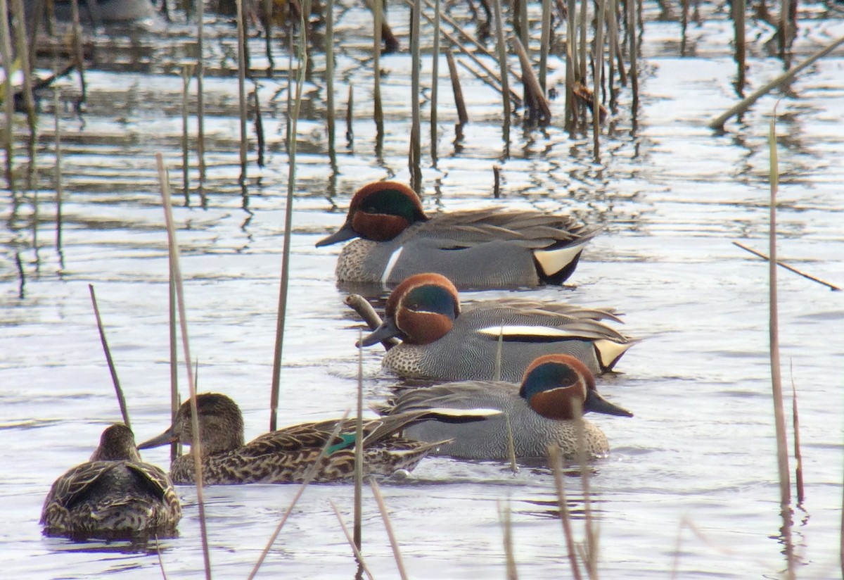 Green-winged Teal (American) - Niall Keogh