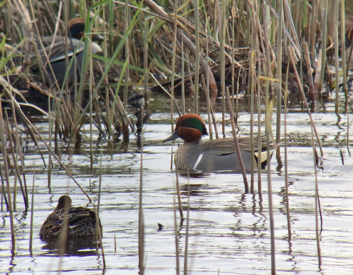 Green-winged Teal (American) - Niall Keogh