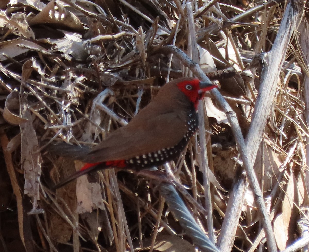 Painted Firetail - ML151624071