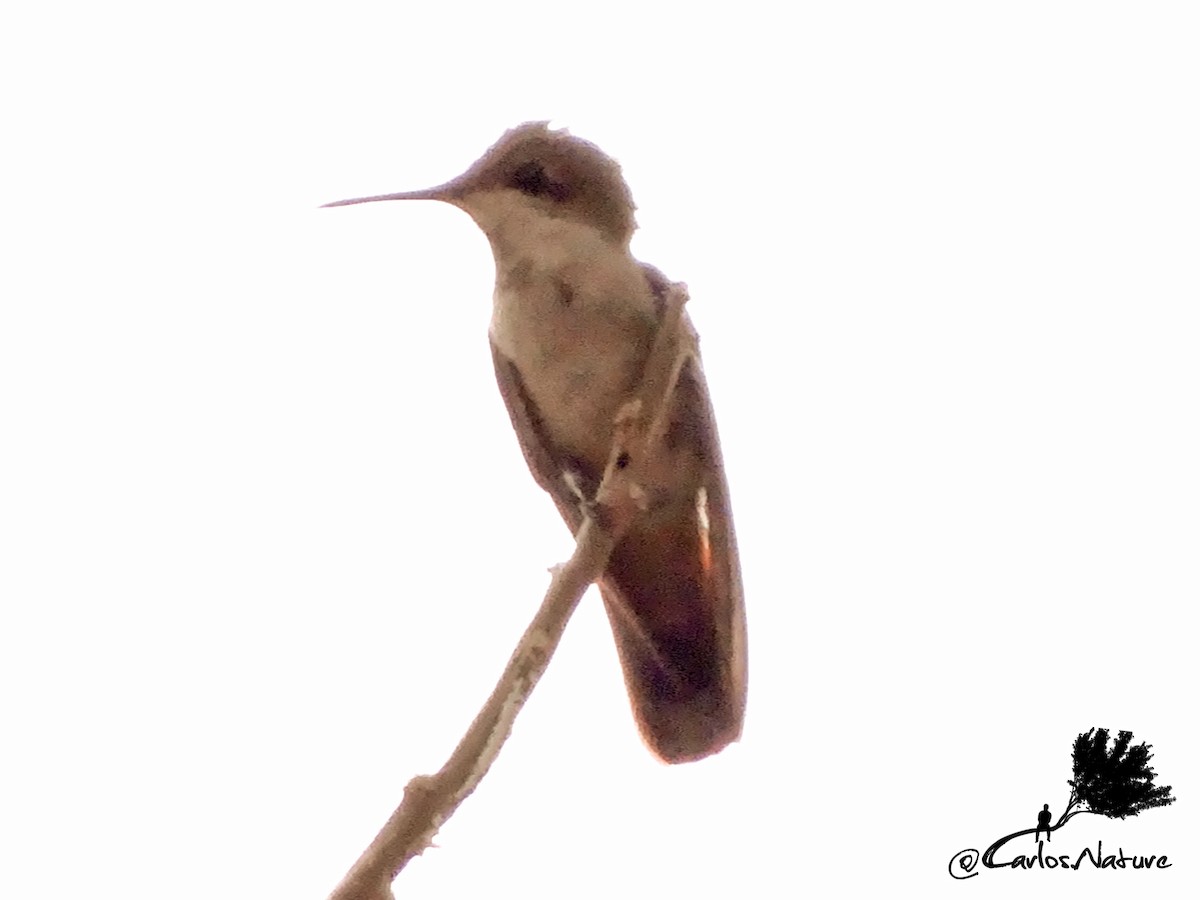 Ruby-topaz Hummingbird - ML151624401