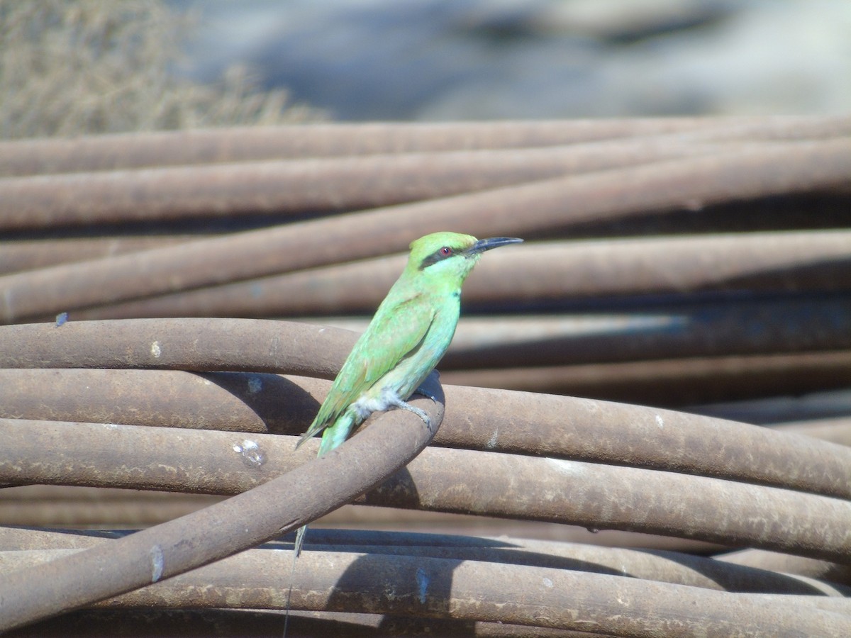 African Green Bee-eater - ML151624951