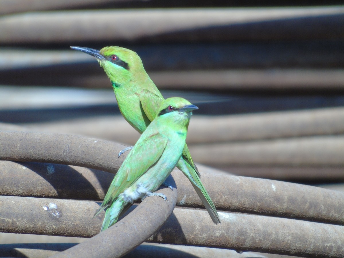 African Green Bee-eater - ML151624961