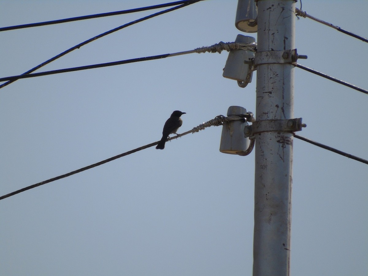 Common Bulbul - ML151624981