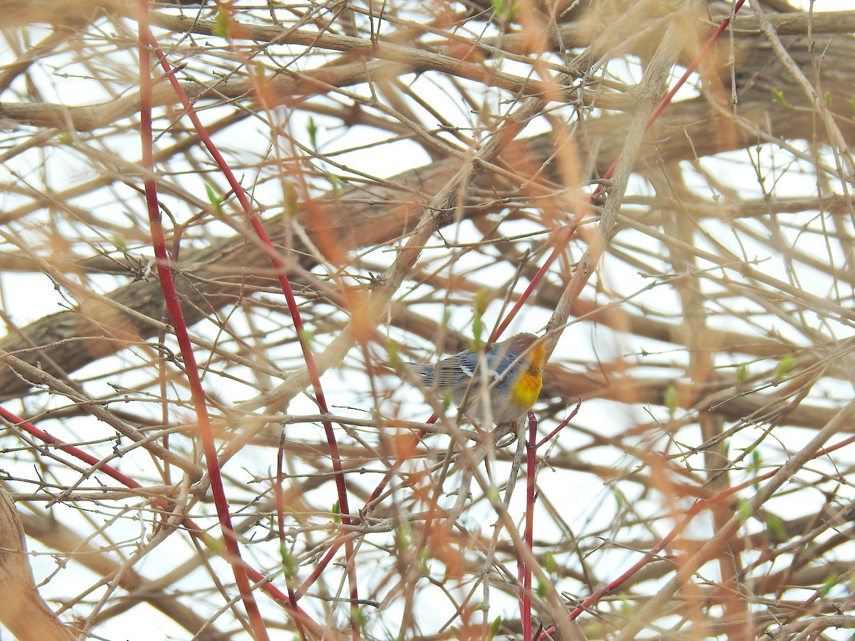 Northern Parula - ML151625121