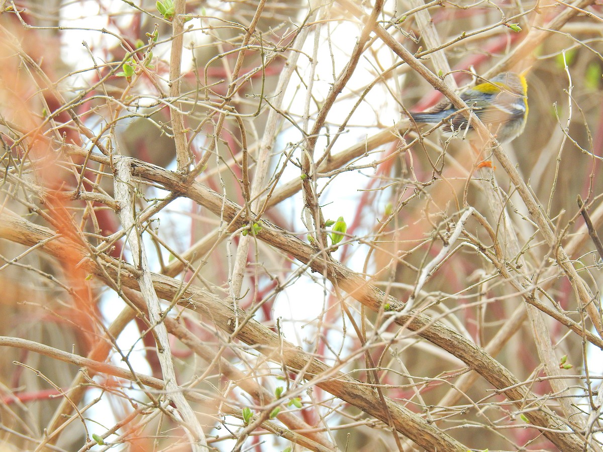 Northern Parula - ML151625131