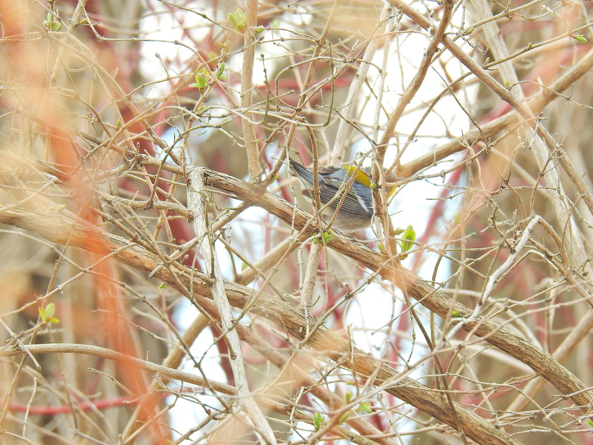 Northern Parula - ML151625141