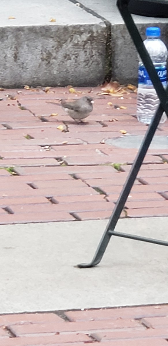 Dark-eyed Junco - ML151625651