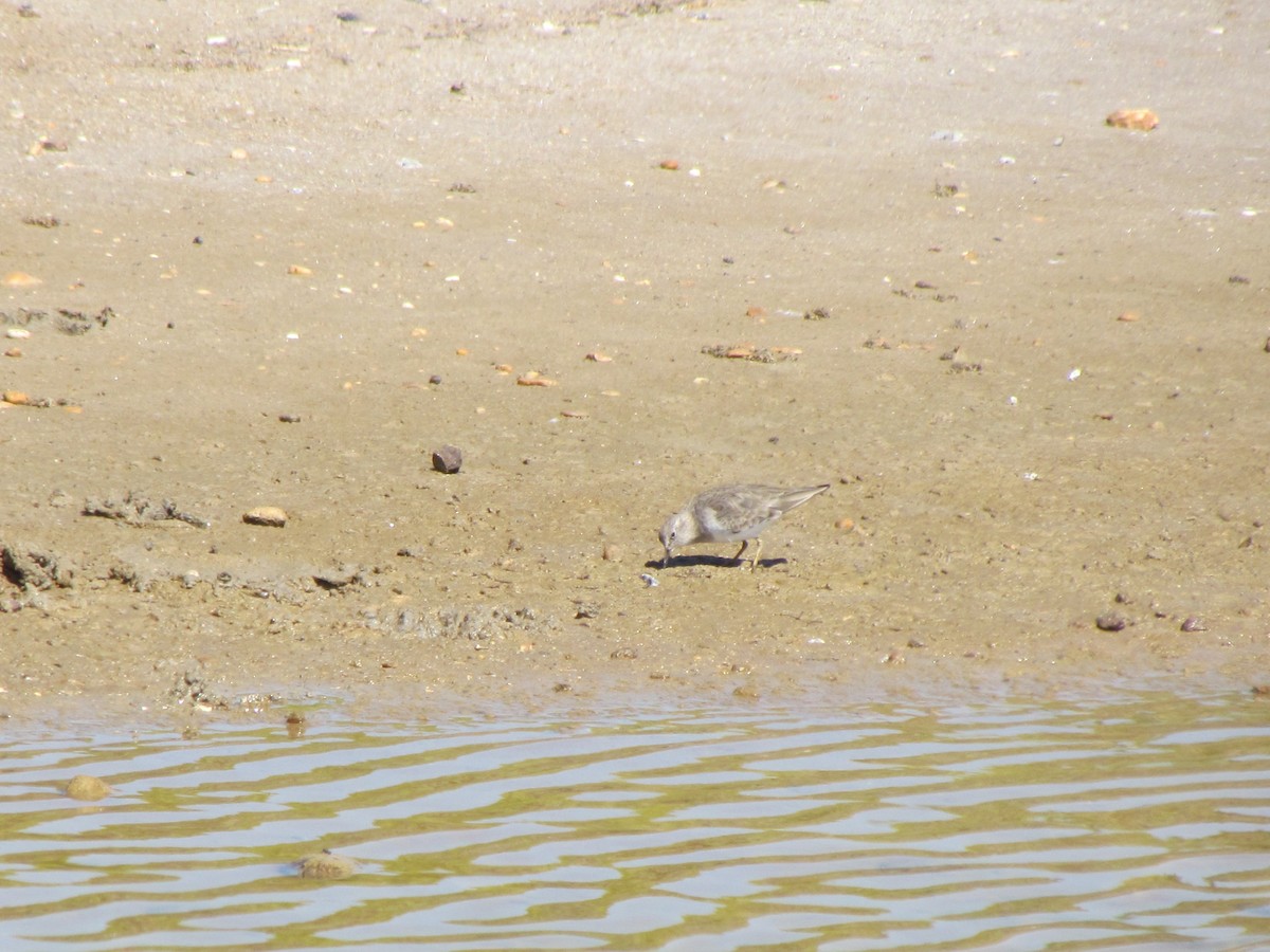 Temminck's Stint - ML151625841