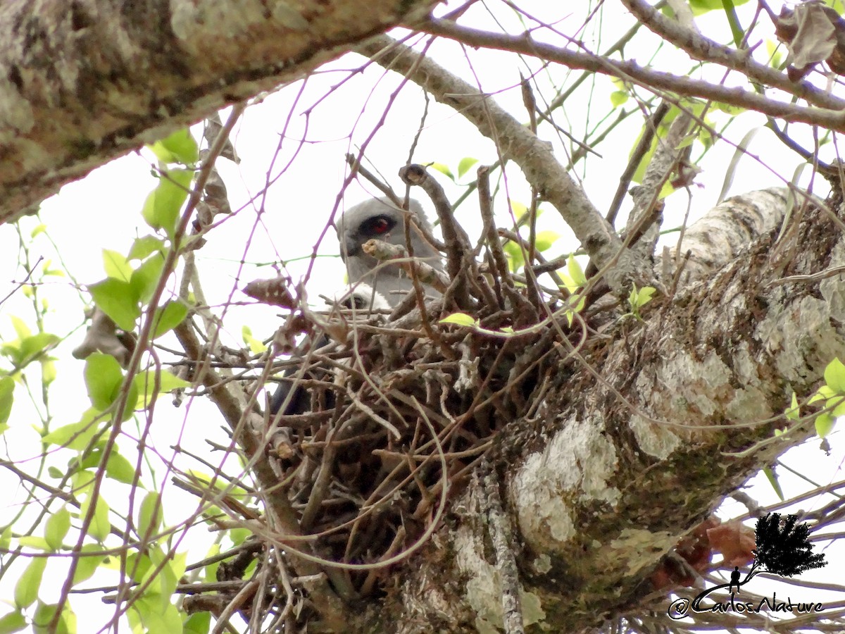 Plumbeous Kite - ML151626181