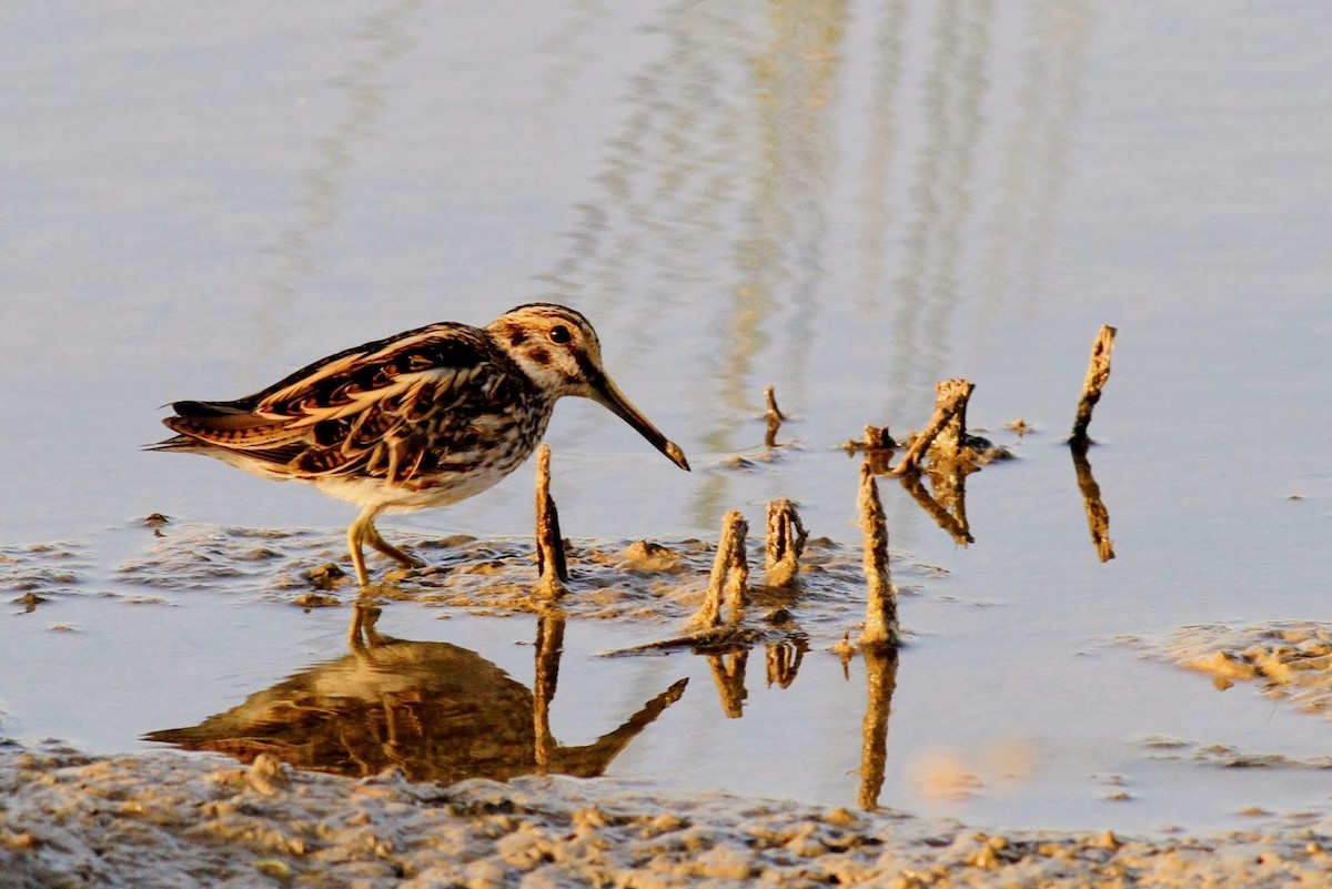 Jack Snipe - ML151626201