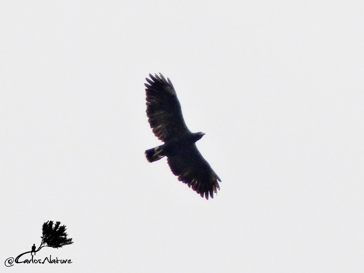 Great Black Hawk - ML151626341