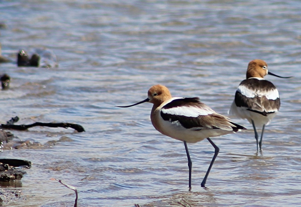 Avocette d'Amérique - ML151626911