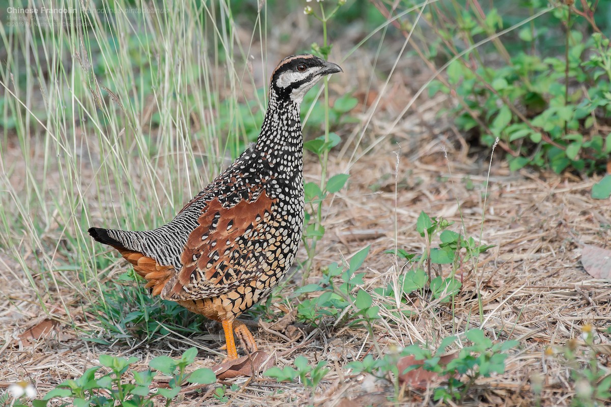 Chinese Francolin - Natthaphat Chotjuckdikul