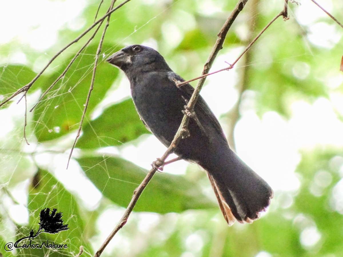 Blue-black Grosbeak - ML151627081