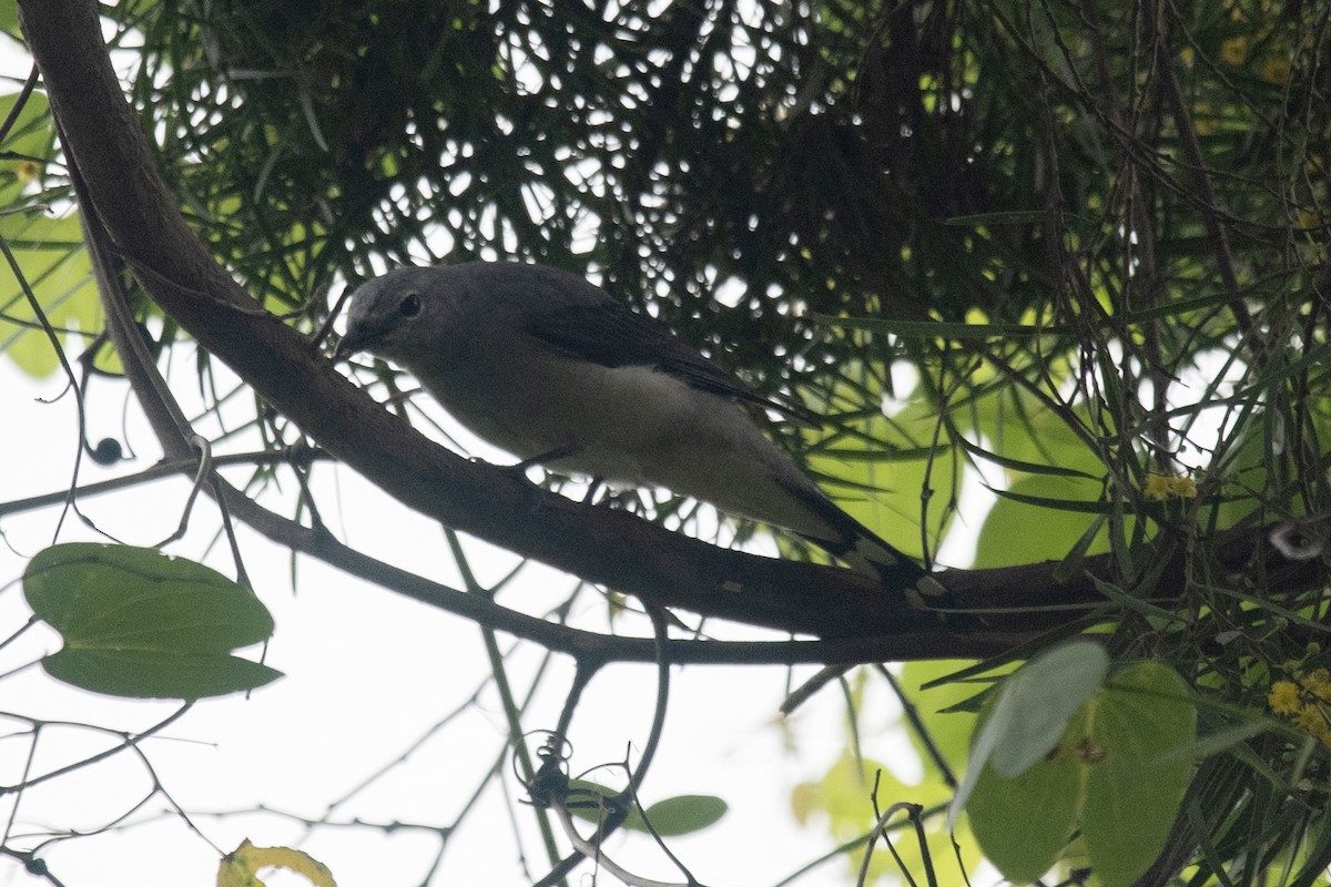 Black-winged Cuckooshrike - Michael Fuhrer